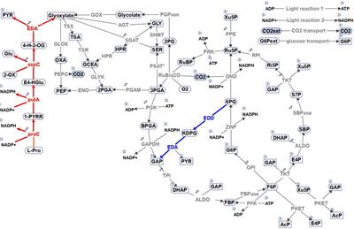 Entner-Doudoroff pathway in Synechocystis PCC 6803: Proposed regulatory roles and enzyme multifunctionalities